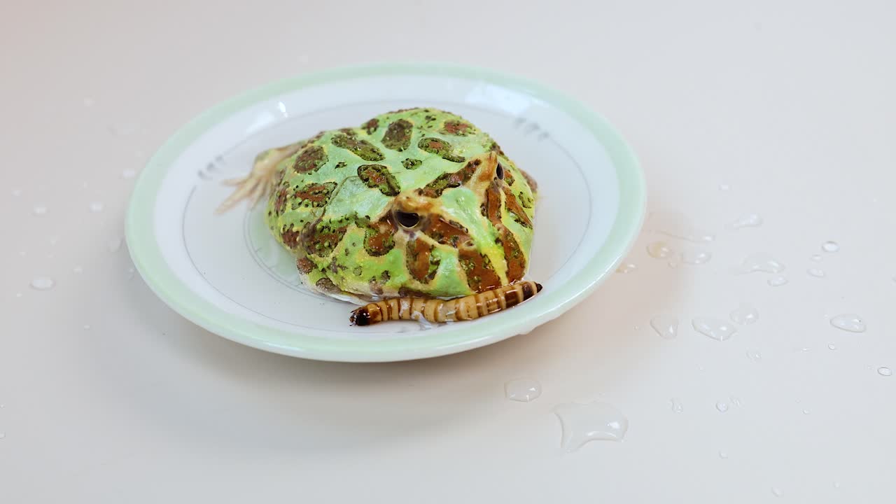 A horned frog is fed an insect using tweezers on a white plate under bright lighting