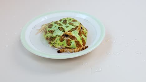 a horned frog is fed an insect using tweezers on a white plate under bright lighting