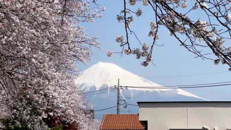 stunning view over mt. fuji framed by sakura trees and rooftop houses
