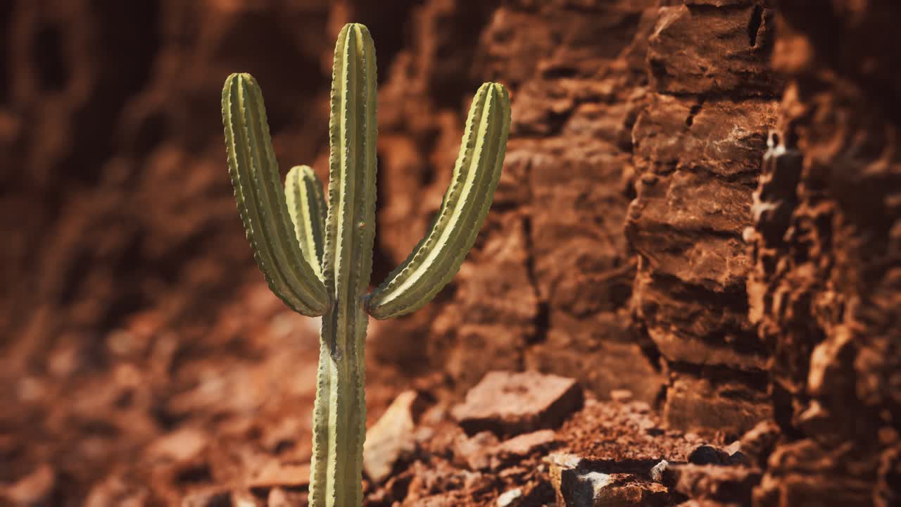 cactus en el desierto de arizona cerca de piedras de roca roja
