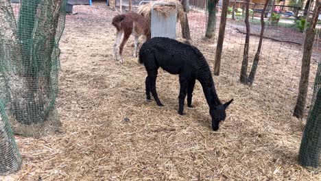 Black-and-brown-alpaca-calmly-and-selectively-munches-on-hay-from-the-ground-on-a-farm-in-Alentejo,-Portuga