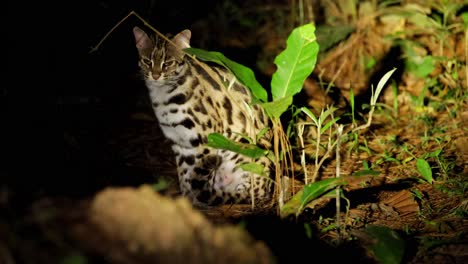 Leopard-Cat,-Prionailurus-bengalensis,-Thailand