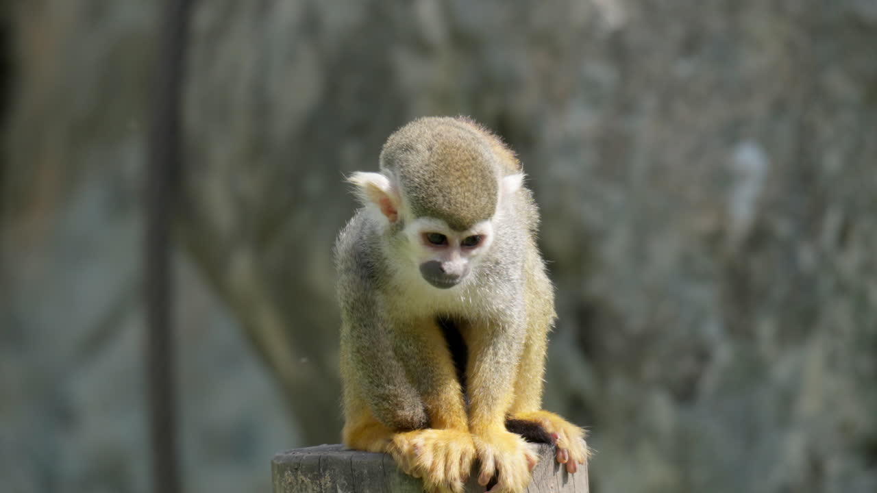 cámara lenta de un mono ardilla mirando a su alrededor en el zoológico de seoul grand park