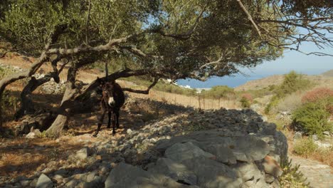 un burro marrón de pie se rasca a la sombra de un árbol en un campo abierto, en el fondo el mar azul de grecia, isla de amorgos, cícladas