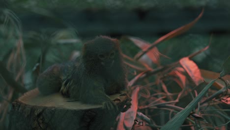 pygmy marmoset resting on a tree stump surrounded by foliage