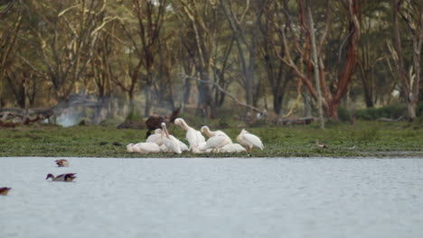 A-flock-of-large-pelicans-preen-themselves-on-shore-at-Lake-Naivasha,-Kenya