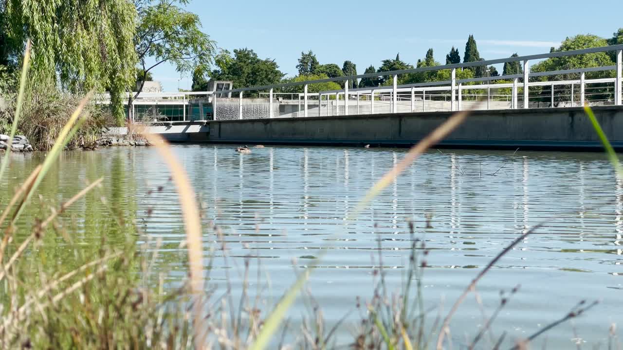 베자, 알렌테주, 포르투갈의 자연 한가운데 있는 호수에서 수영하는 거리 오리의 낮은 샷