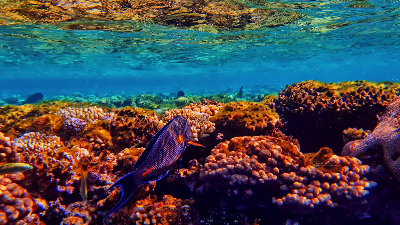 Un pesce chirurgo sohal a strisce vistose pascola su una fitta crescita di corallo arancione e marrone su una piatta barriera corallina poco profonda. Bali, Indonesia