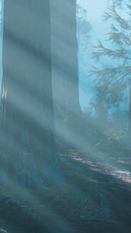 misty forest sunlight