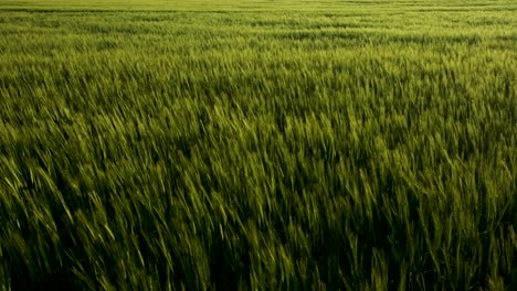 green wheat slightly moving in the wind, at evening sunlight, in the countryside cultivated fields