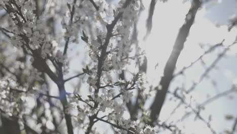 spring blossoms