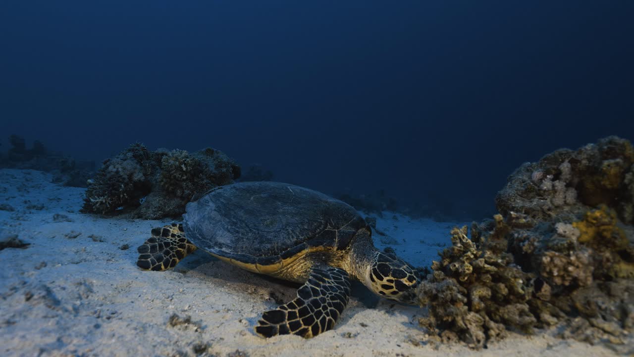 Hawksbill sea turtle. Red sea.