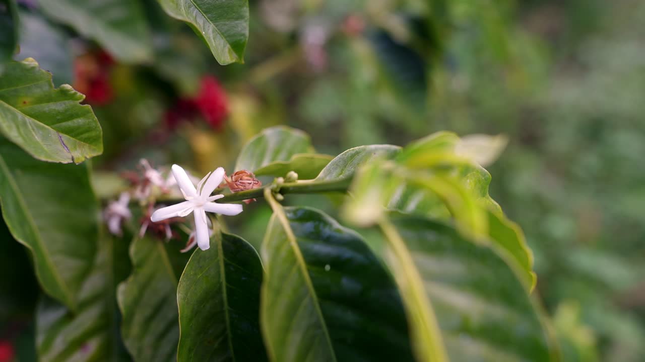 Close up view of an exotic Wild white coffee plant flower in the wilderness during daylight