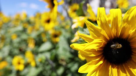 bee interacting with sunflower in piedmont, italy