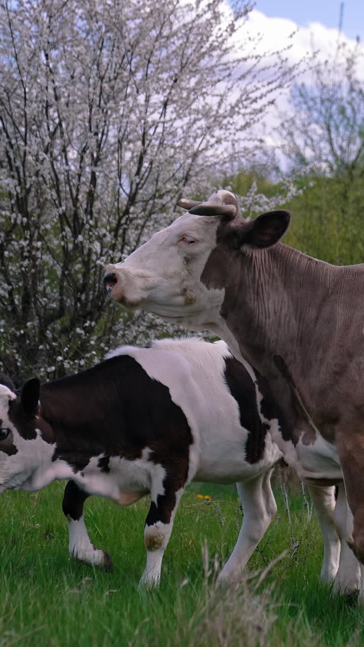 Brown cow and a calf on a meadow. Dairy cow together with a calf eating grass among beautiful nature with blooming tree in spring. Vertical video