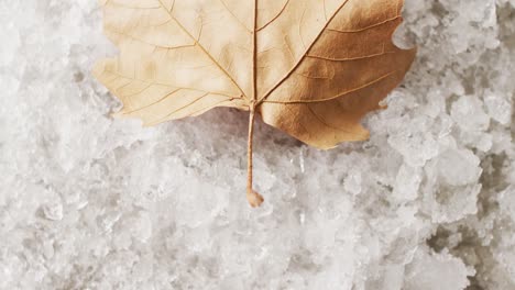 video de la hoja amarilla congelada del otoño en el fondo helado del invierno