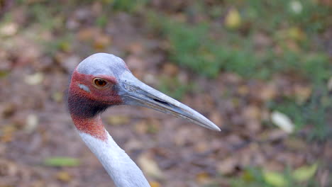 Close-shot-of-a-Sarus-Crane