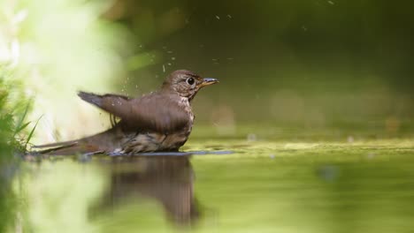 bird bathing in a pond