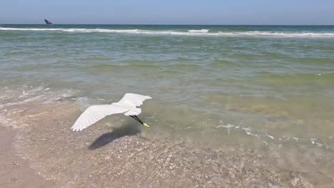 egret launching into flight over ocean waves