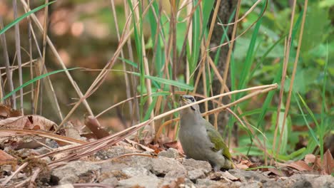 Green-European-woodpecker-eating-ants-on-the-ground-in-spring-forest-in-South-Korea