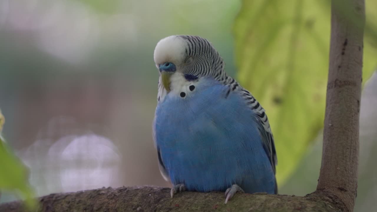 남성 budgerigar, melopsittacus undulatus with blue cere, 야생의 나무 가지에서 평화롭게 자고, 따뜻하게 유지하기 위해 깃털을 부풀리고, langkawi 야생 동물 공원, kedah, 말레이시아, 동남 아시아