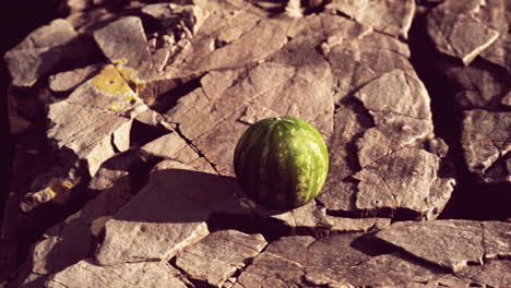 Wassermelonenfruchtbeere-Auf-Felsigen-Steinen