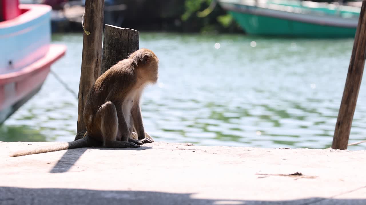 el mono se mueve alrededor de un muelle de madera por el agua