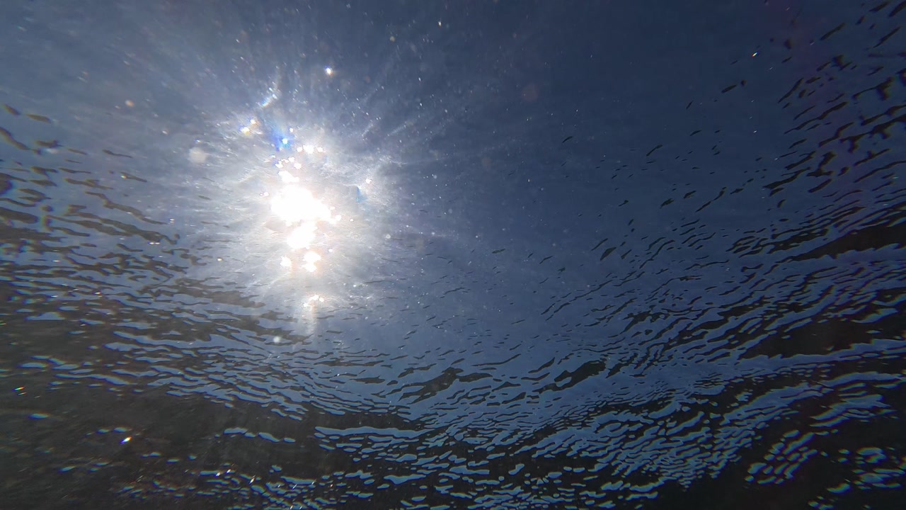 diving in the ocean in kelp forest