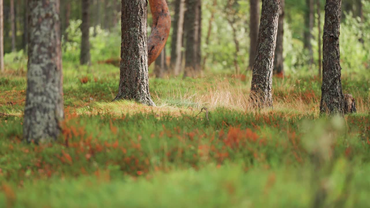 las hierbas secas y las plantas verdes se balancean en el viento en el bosque de verano