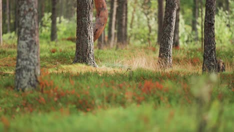 Trockene-Gräser-Und-Grüne-Pflanzen-Wiegen-Sich-Im-Sommerwald-Im-Wind