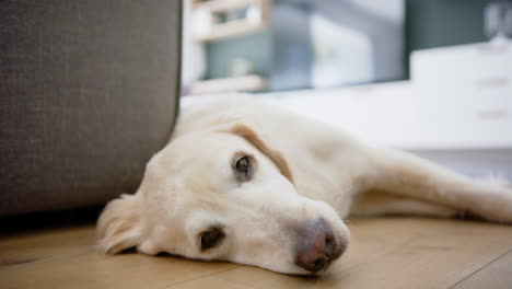 relaxed pet golden retriever dog lying on floor in living room with eyes open, slow motion