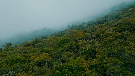 Lassen-Sie-Sich-Von-Diesen-Himmlischen-Drohnenaufnahmen-Des-Yungas-Nebelwaldes-Faszinieren,-Mit-Nebelranken,-Die-Zwischen-Lebhaften-Baumwipfeln-Tanzen-Und-Eine-Faszinierende-Aussicht-Schaffen,-Die-Fesselt-Und-Erfreut