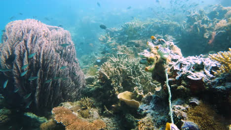 toma submarina cinematográfica de estructuras de coral brillantes, hermosas, coloridas y únicas en aguas claras con peces nadando en 4k, 120 fps, slomo