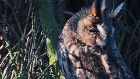 Sleepy-long-eared-owl-on-a-tree-on-a-sunny-day-in-Veluwe,-Netherlands,-close-up