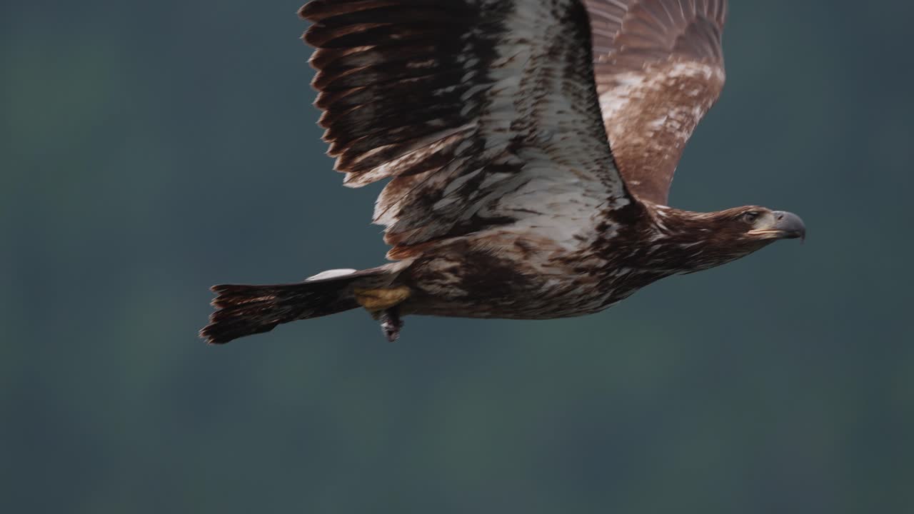 An eagle flying in slow motion looking for food over the ocean in Canada
