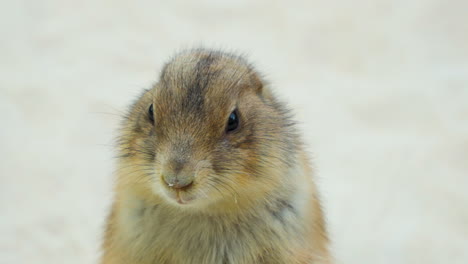 Black-tailed-Prairie-Dog--Head-Close-up