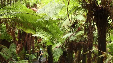 person walking through lush rainforest trail