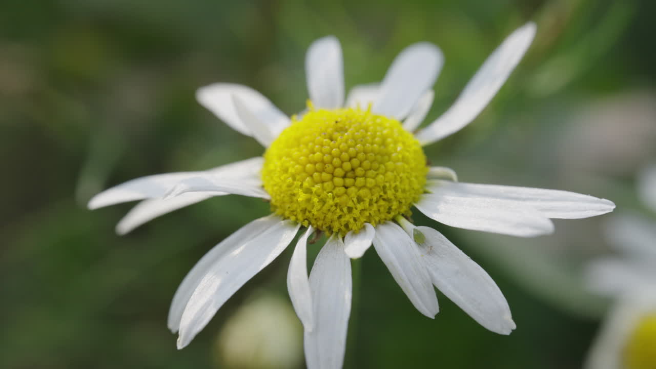 데이지 꽃 의 클로즈업