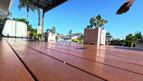 magpie explores a deck in gold coast