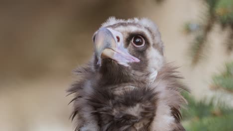 Cinereous-vulture-(Aegypius-monachus)-is-a-large-raptorial-bird-that-is-distributed-through-much-of-temperate-Eurasia.-It-is-also-known-as-the-black-vulture,-monk-or-Eurasian-black-vulture.