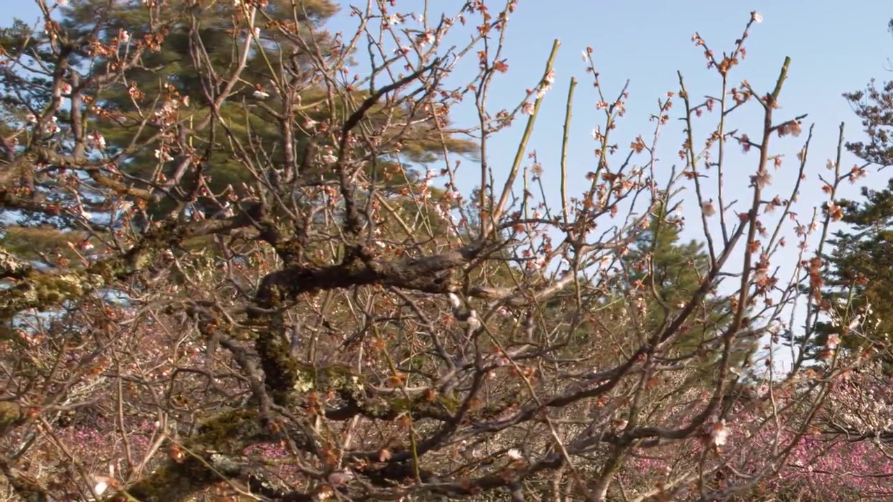澄み切った青空の下、節くれだった枝に咲くピンクの梅の花。固定されたミディアムショット。