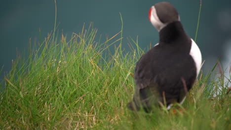 wild atlantic puffin seabird in the auk family in iceland.