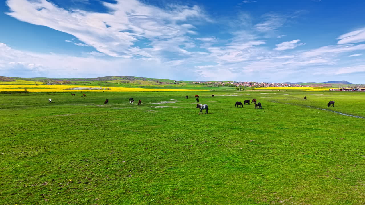 Campo verde con cavalli al pascolo in una zona rurale durante il giorno, con cielo blu e nuvole sullo sfondo.