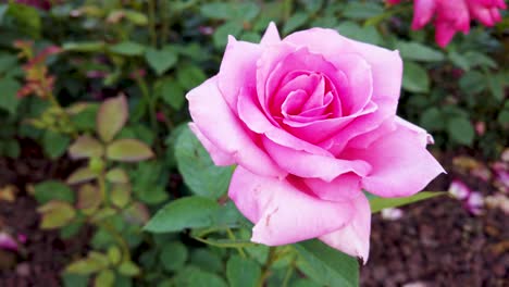 Pink-roses-in-the-garden-or-park-at-sunset