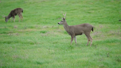 Mule-deer-buck-with-antlers-grazing-in-a-grassy-field-in-northern-California