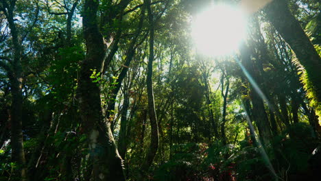 Light-coming-through-the-trees-in-the-bush,-New-Zealand