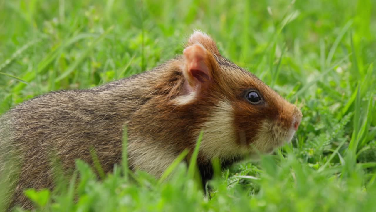 European hamsters are foraging in green grass during the day. It exhibit natural behaviours in their environment. The camera captures close-ups and different angles of the hamster