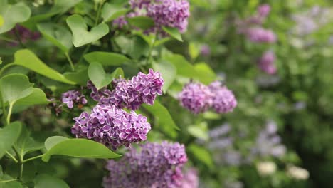 lilac blossoms in spring