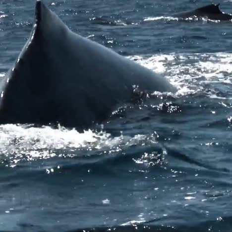 humpback whales come up for air 2010s