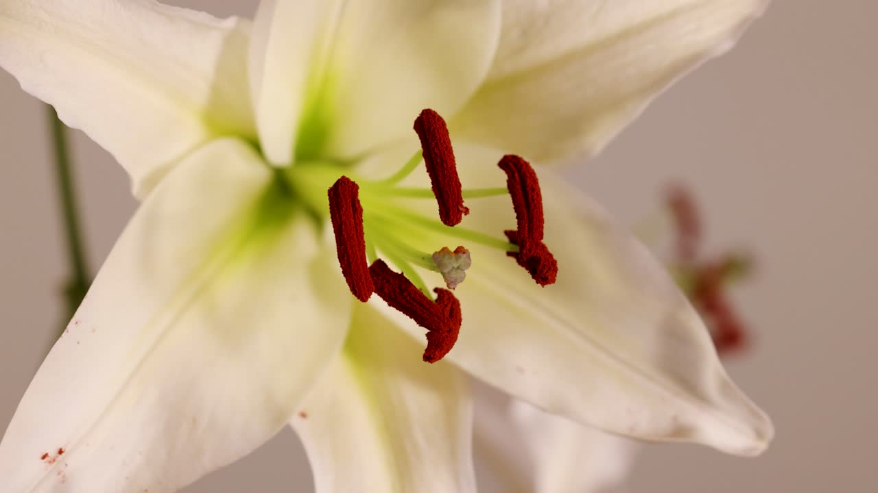 Close-up of white lily flower highlighting stamen and pistil in natural lighting